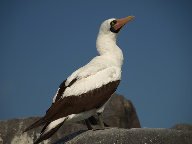 ../../Pictures/050210/050 Nazca Toelpel.JPG